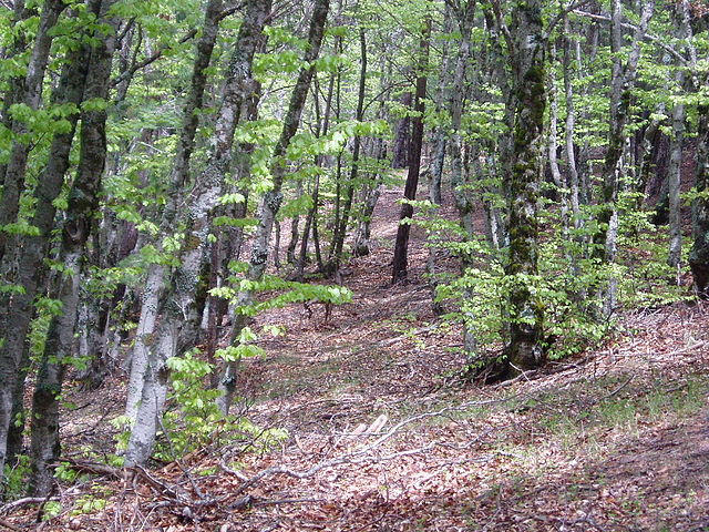 Parque Natural de la Sierra Norte de Guadalajara